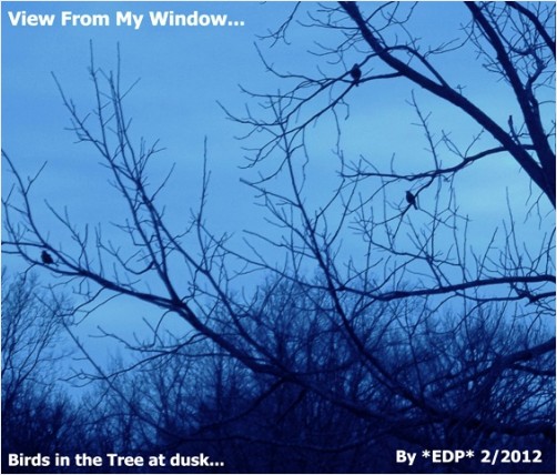 Birds in blue at dusk....